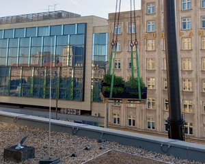 Pflanzen Ein Kran bringt Pflanzen auf ein Flachdach