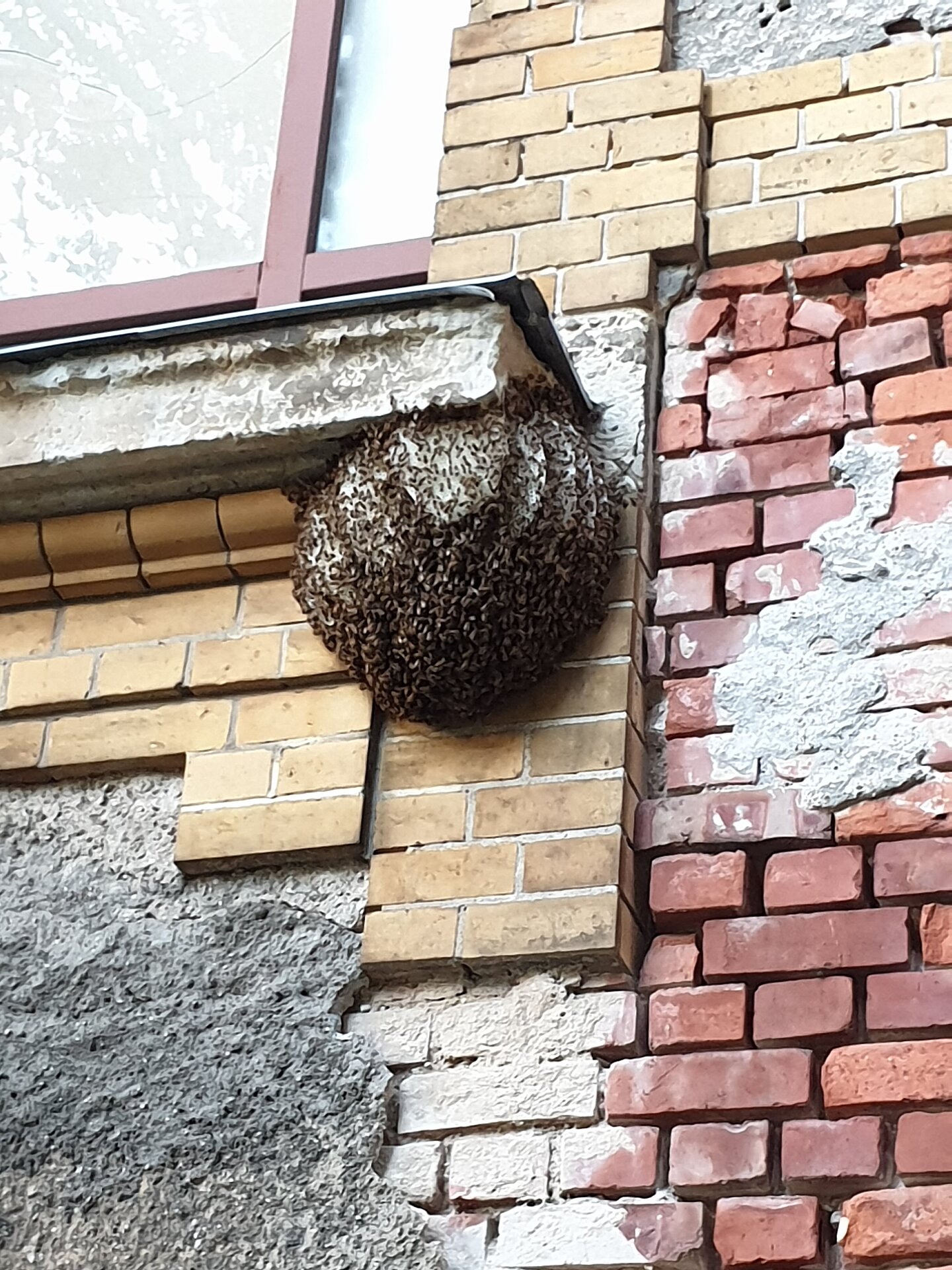 So wurde der Bienenschwarm gefunden. (Foto: Jochen Holdt/HTWK Leipzig) Bienenschwarm an der Hauswand