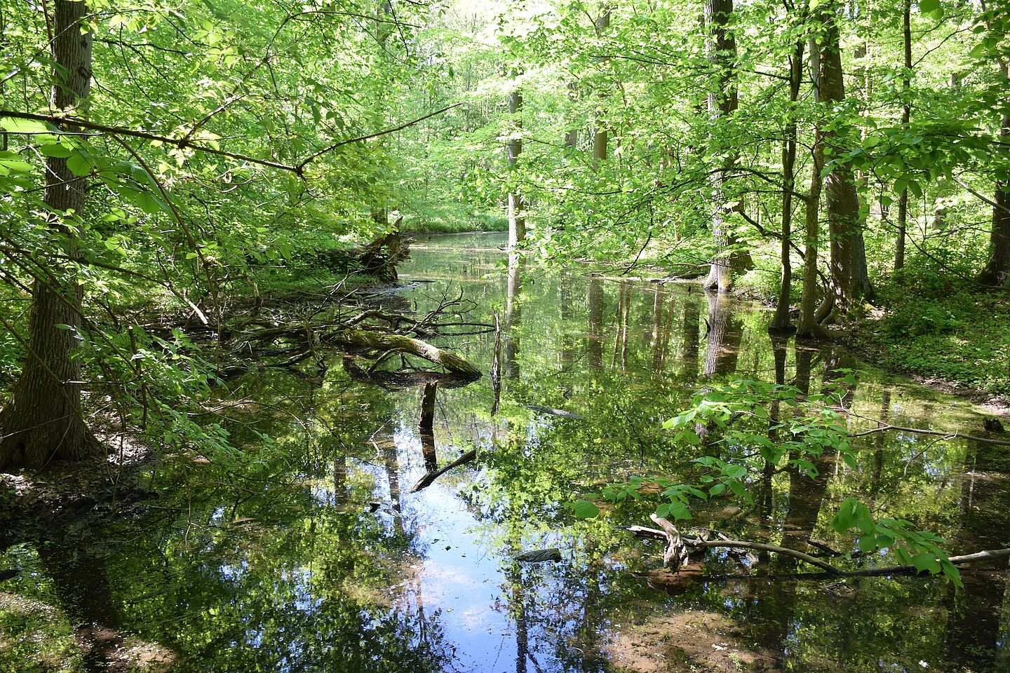 Ein Altarm am Burgauenbach im Leipziger Auwald