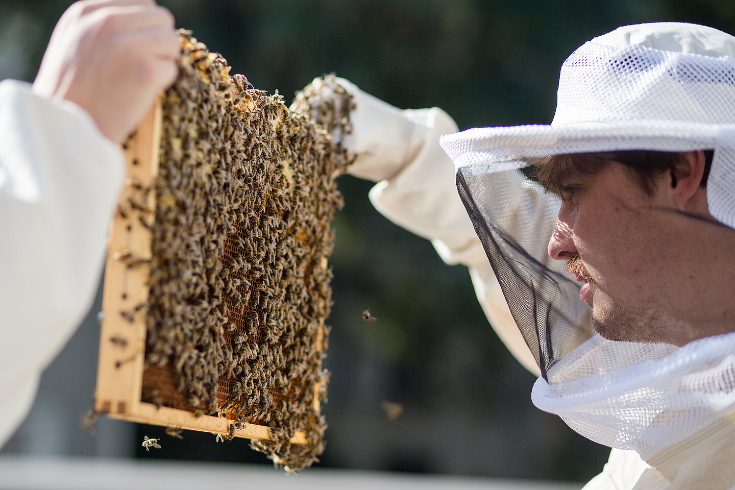 Simon Hauser schaut regelmäßig, wie das Bienenvolk gedeiht. Simon Hauser schaut regelmäßig, wie das Bienenvolk gedeiht.