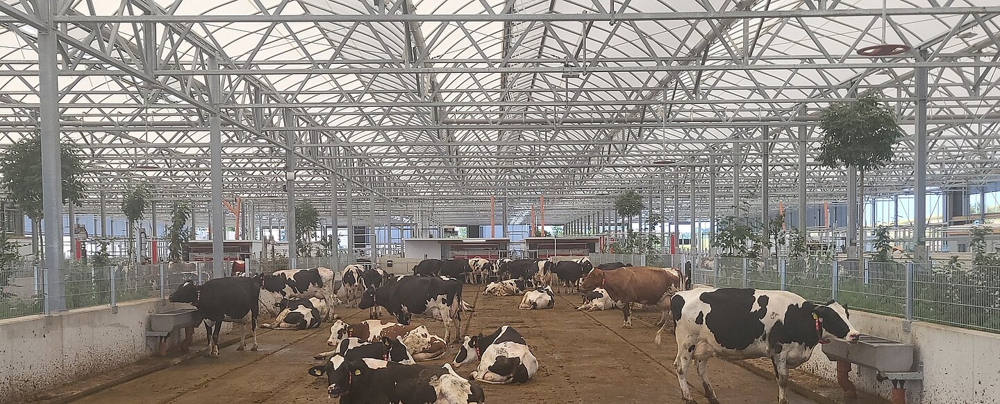 Kühe stehen in einem bedachten Kuhstall